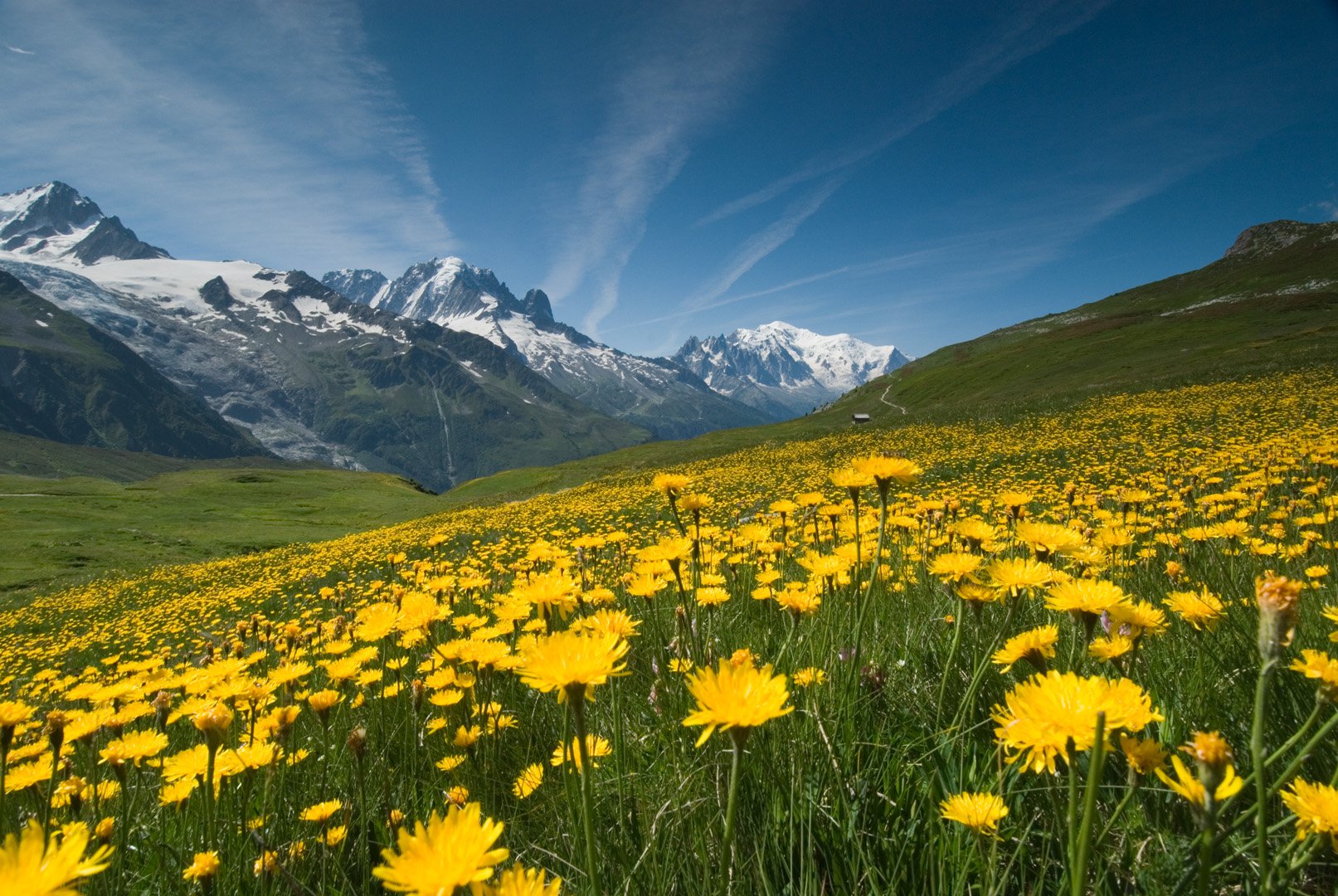 flower.jpg